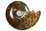 Polished Ammonite (Cleoniceras) Fossil - Madagascar #352366-1
